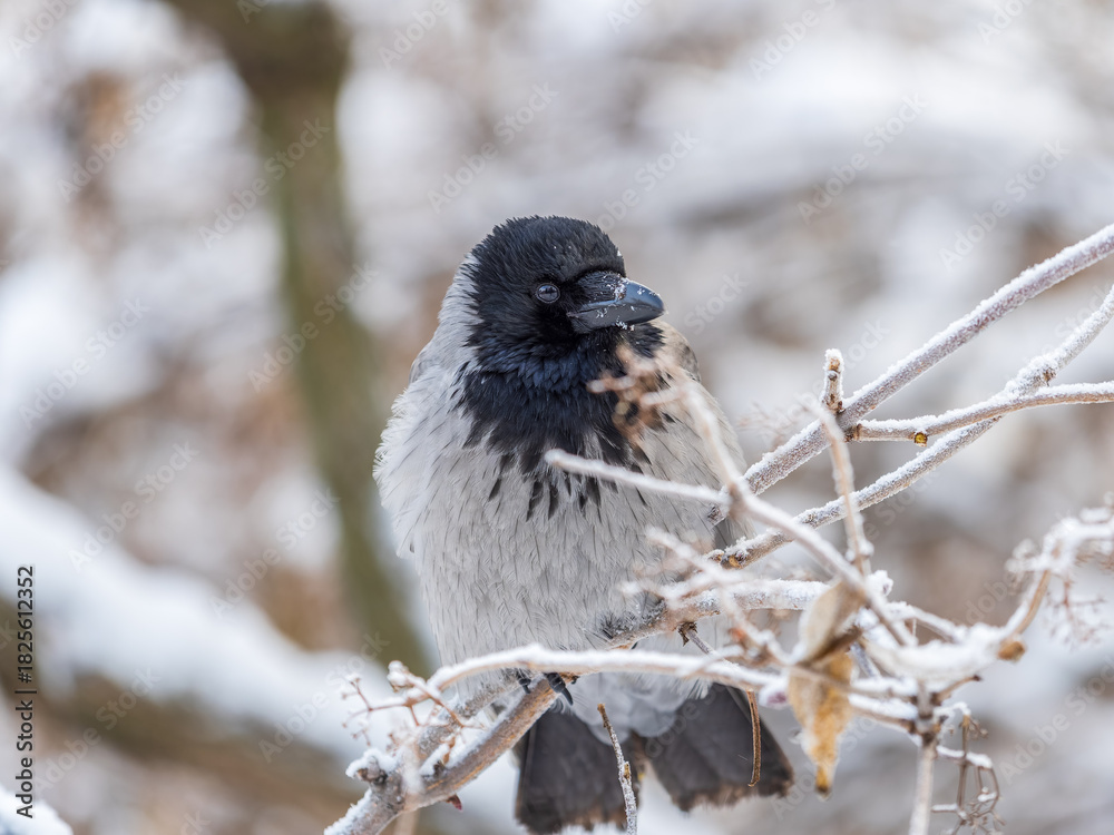 Obraz premium A hooded crow sitting on a tree