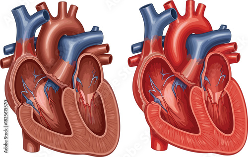 Human heart anatomy illustration, medical organ diagram, cardiovascular system, internal heart structure, educational biology chart, realistic heart cross-section