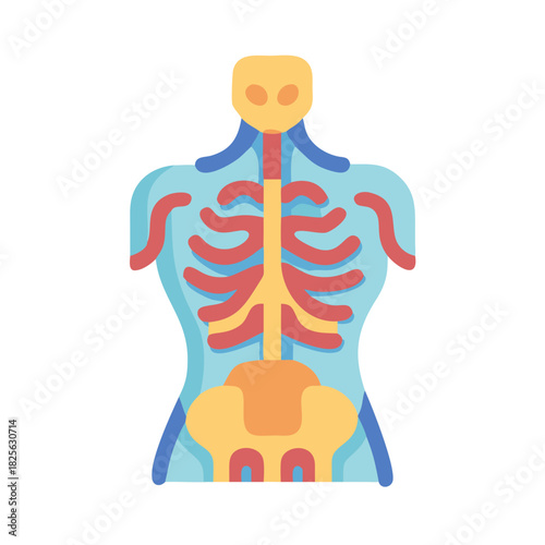 Stylized human anatomy vector illustration showcasing skeletal structure