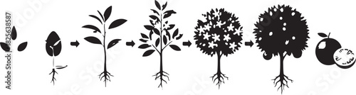 Black and white icon of orange tree growth cycle white