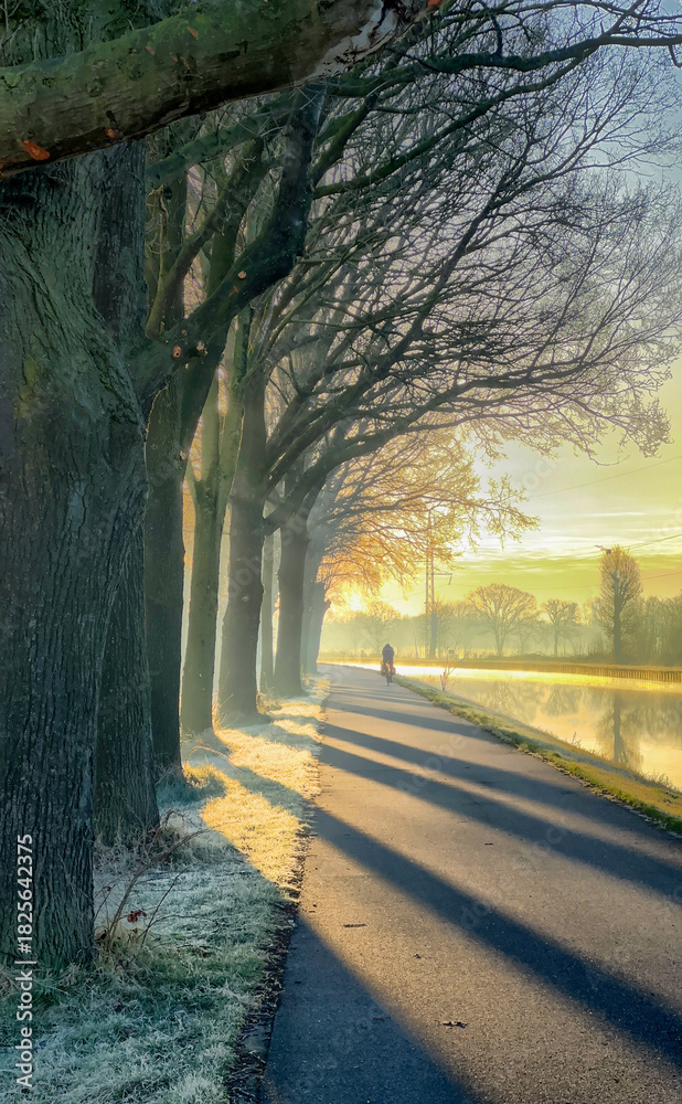 Fototapeta premium A beautifully serene winter scene showcasing a misty pathway beautifully framed by frosted trees surrounding it