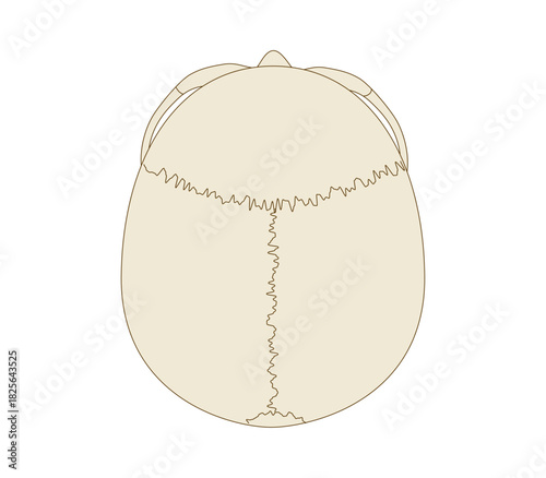 Anatomical Illustration of the Skull from a Superior View (Educational and Medical Use)
