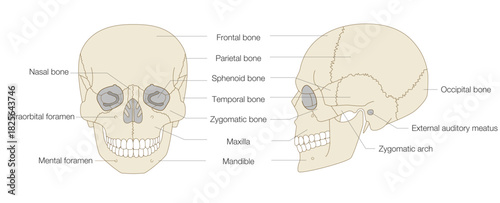 Anatomical Illustration of the Skull from Frontal and Lateral Views (Educational and Medical Use, English Labels)