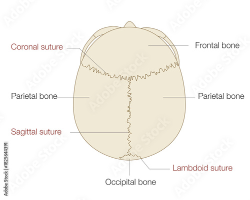Anatomical Illustration of the Skull from a Superior View (Educational and Medical Use, English Labels)