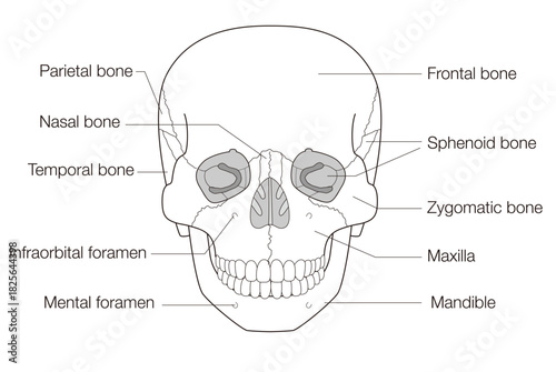 Black and WhiteAnatomical Illustration of the Skull from a Frontal View (Educational and Medical Use, English Labels)