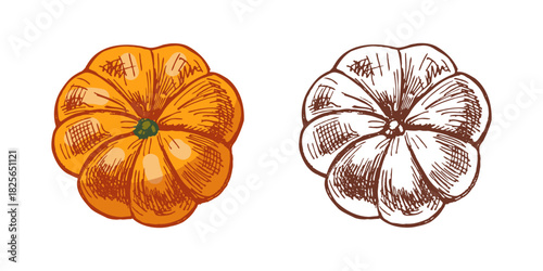 Hand drawn vintage sketch of festive pumpkin in color and monochrome style, isolated autumn vegetable illustration