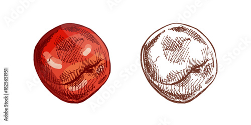 Hand drawn vintage sketch set of red apple fruit in color and brown monochrome ink style, isolated vector illustration