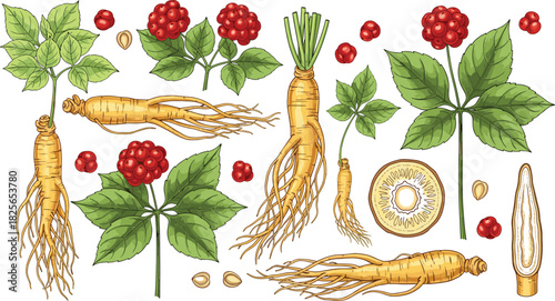 Collection of ginseng plant roots leaves berries and seeds with cross section vector