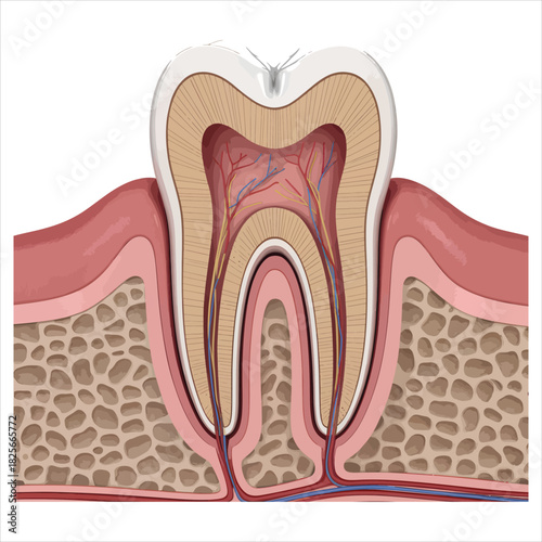 Detailed anatomy of a molar tooth revealing enamel, dentin, and pulp on a white background