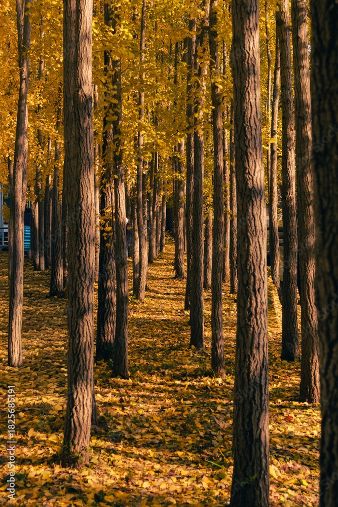 Obraz premium 은행나무 숲 사이