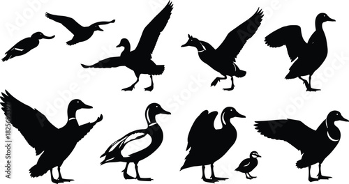 Silhouette collection of ducks in various poses, flying and standing waterfowl vector set, wildlife bird illustration for nature, hunting, farm, and animal design