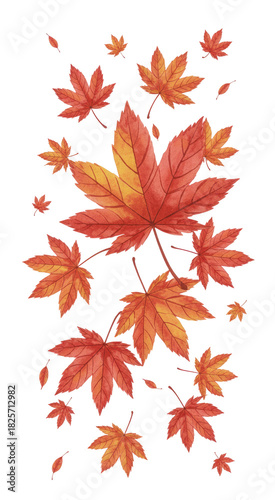 fall leaves isolated on transparent white background 
