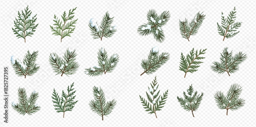 Collection of various evergreen branches with and without snow, perfect for winter and holiday designs.