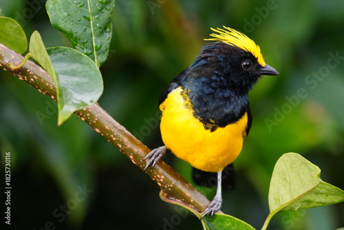 Sultan Tit photographed in Malaysia 