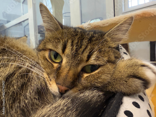 Sad cat from animal shelter