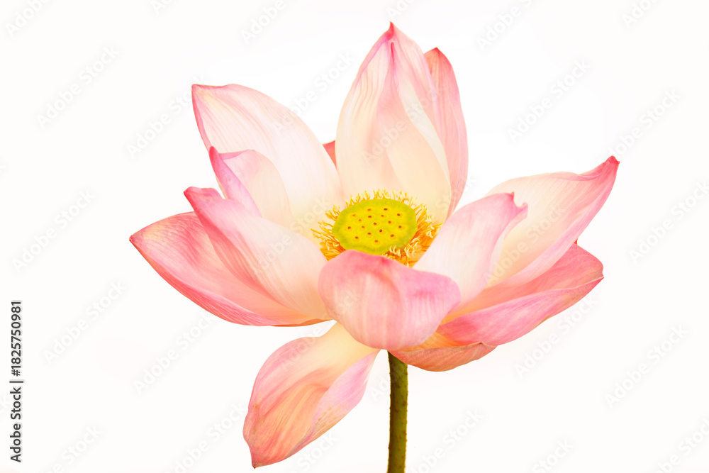 Fototapeta premium Elegant Pink Lotus Flower in Full Bloom on White Background