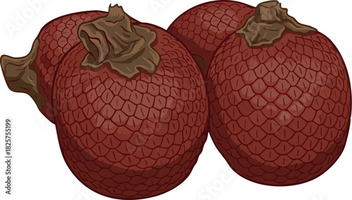 Vector illustration of aguaje (Mauritia flexuosa), an exotic Amazon fruit valued in cosmetics and food, highly appreciated by rainforest communities in Peru
