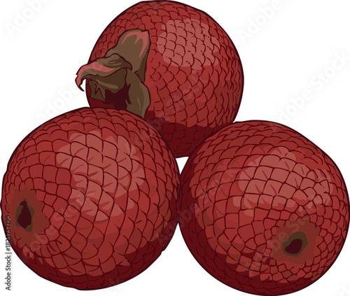 Vector illustration of aguaje (Mauritia flexuosa), an exotic Amazon fruit valued in cosmetics and food, highly appreciated by rainforest communities in Peru