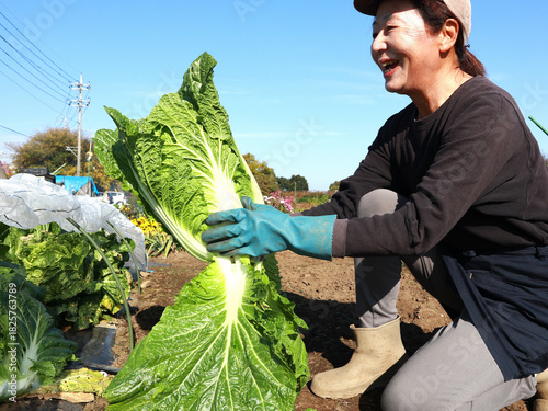 白菜を収穫するシニア女性