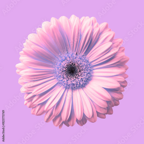 Pink Gerbera Daisy or Dahlia Flower Head Gerbera, Daisy, Dahlia, Flower, Pink, Petals, Floral, Isolated, Studio Shot, Nature, Beauty, Decoration.