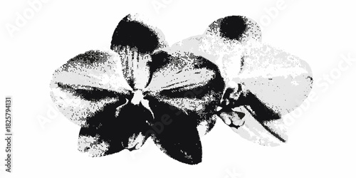 Monochrome orchid flowers with distressed halftone texture on white background