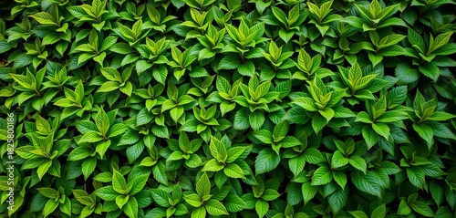 Wallpaper Mural Lush green wall, vibrant foliage, textured leaves,  organic,  outdoor Torontodigital.ca
