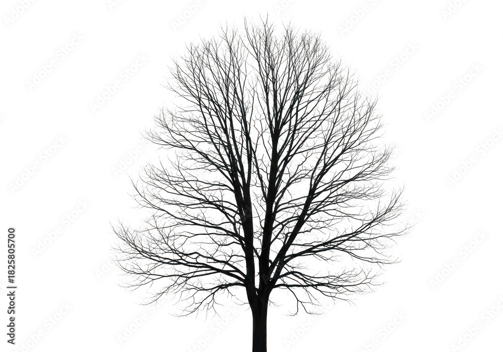 Fototapeta premium Isolated tree silhouette with intricate icy branch detail on black