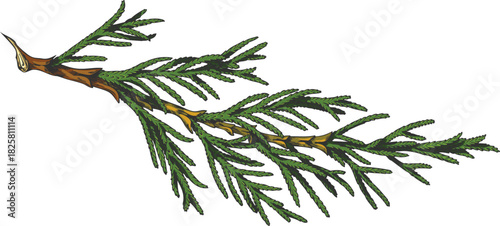 Cypress tree branch hand drawn vector illustration, conifer evergreen plant, Christmas decoration, woody forest scent