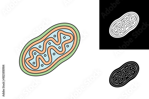 Detailed cartoon illustration of a mitochondrion, a key cell organelle. Visual representation of internal structure for biology education and scientific diagrams
