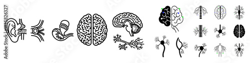 Set of human nervous system and brain anatomy icons, detailed line art illustrations of neurology and sensory organs