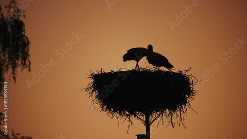 stork on the nest