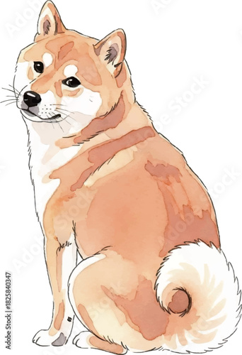 お座りをして後ろを振り向く柴犬