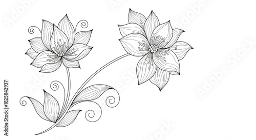 Elegant black and white line art illustration of two delicate flowers with intricate details on a gracefully curving stem.