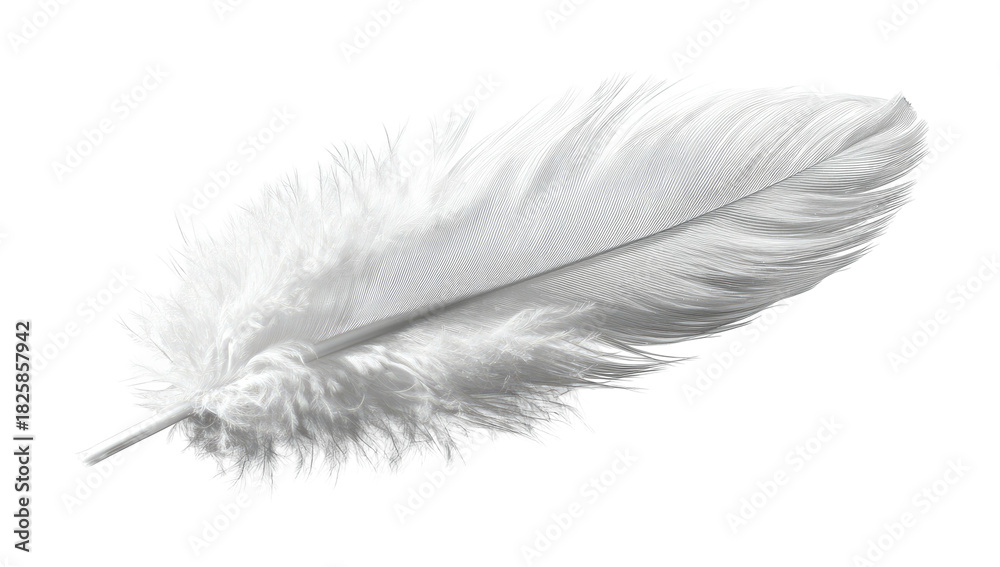 Fototapeta premium Delicate white feather with soft downy base on black background