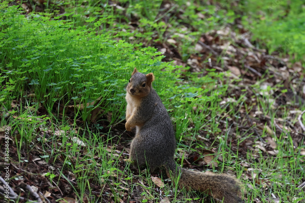 Obraz premium fox squirrel looking curiously at camera 