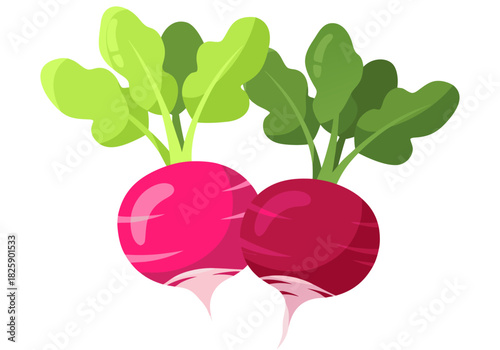 Vibrant Duo A Colorful Illustration of Fresh Radishes with Green Tops