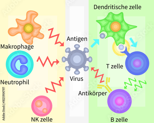 Innate Immunity vs Adaptive Immunity German