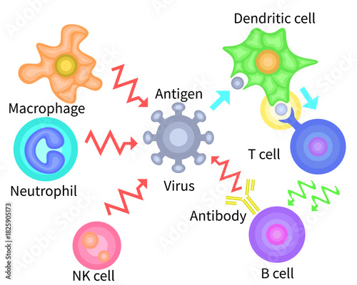 Innate Immunity vs Adaptive Immunity English no background