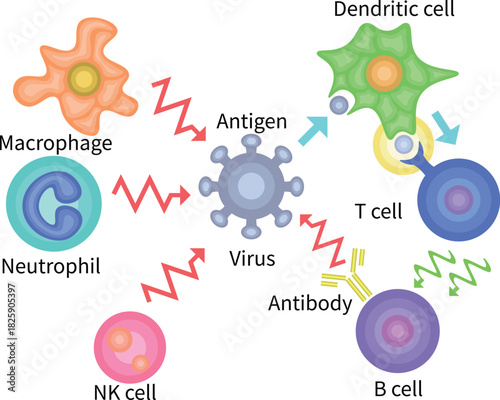 Innate Immunity vs Adaptive Immunity English no background