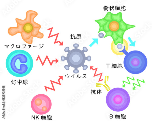 Innate Immunity vs Adaptive Immunity Japanese no background