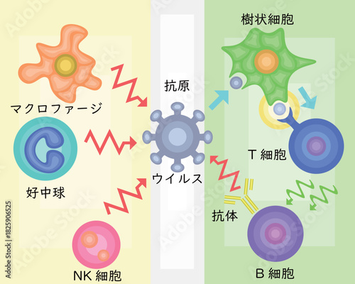 Innate Immunity vs Adaptive Immunity Japanese