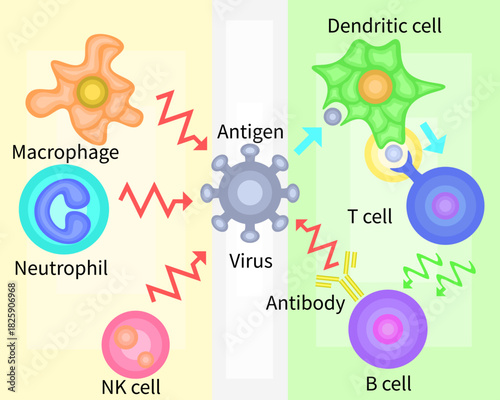 Innate Immunity vs Adaptive Immunity English