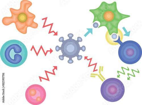 Innate Immunity vs Adaptive Immunity no background