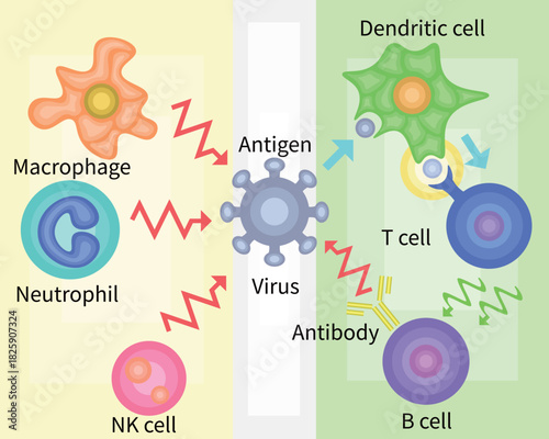 Innate Immunity vs Adaptive Immunity English