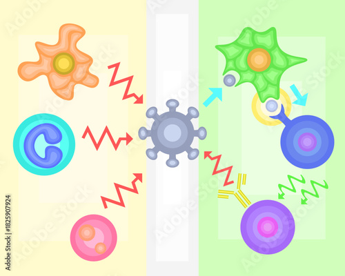 Innate Immunity vs Adaptive Immunity