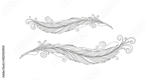 Elegant decorative dividers featuring ornate feather designs