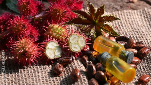Castor oil and fruits in bowl on the table, Ricinus communis