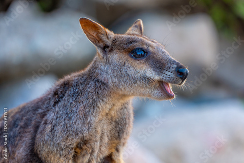 Close-up of Wild Rock Wallaby Looking Into the Camera in Natural Habitat