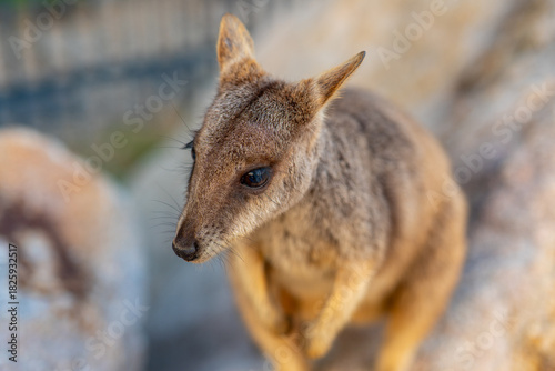 Close-up of Wild Rock Wallaby Looking Into the Camera in Natural Habitat