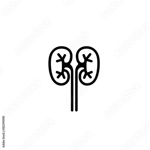 Human kidneys illustration in outline style